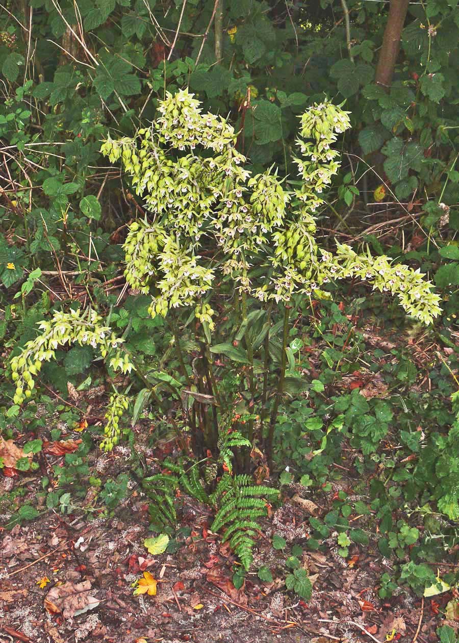 Epipactis purpurata